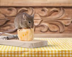 This vid i put together is a diy no kill mouse trap. 6 Easy Homemade Diy Mouse Traps Pest Wiki
