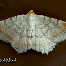 Image result for Monodora minor