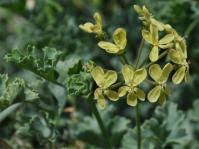 Image result for Equilabium laxiflorum