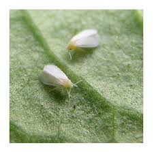 Whitefly is a common garden pest that affects a variety of plants honeydew also attracts ants, which can further interfere with the presence of other natural whitefly. How To Get Rid Of Whiteflies On Houseplants