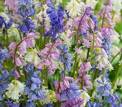Pin On Flowers