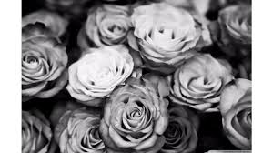 Black And White Rose Aesthetic 4k Wallpapers Wallpaper Cave Download the perfect black aesthetic pictures. black and white rose aesthetic 4k
