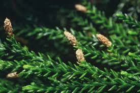 Image result for Dacrydium cupressinum