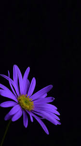 See more ideas about lavender aesthetic, purple aesthetic, aesthetic. Iphone 7 Purple Flower Wallpaper