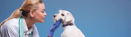 Some regular checkups need to ensure your dog is doing well. How Often Should I Take My Dog To The Vet The Rescue Vets