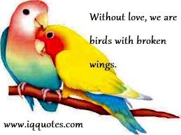 Love Bird Quotes Love Bird Quote Love Bird Quotations Love Birds Quotes Bird Quotes Love Quotes