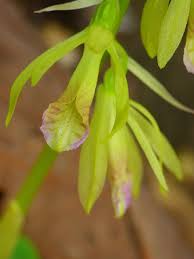 Image result for Nervilia kotschyi