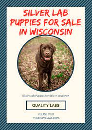 New and used items, cars, real estate, jobs, services looking for a female lab (smaller sized), medium size labradoodle, or lab mix puppy for loving home. Silver Lab Puppies For Sale In Wisconsin Best Labrador Breeders 2021