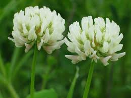 Image result for Trifolium isthmocarpum