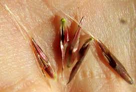 Image result for Schizachyrium sanguineum
