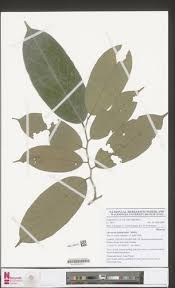 Image result for Afrostyrax