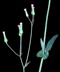 Image result for Emilia juncea