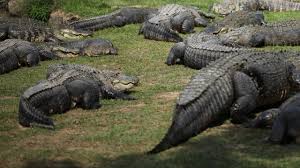 Leading the expedition is dr. Watch Animal Superpowers Videos Online National Geographic Channel International