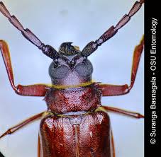 Image result for Enteropogon prieurii