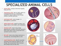 A small room as in a convent or prison; Cell Specialization Sections 2 3 Ppt Download
