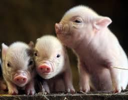 Brothers been together from birth and get on well together. Pot Belly Pigs For Sale