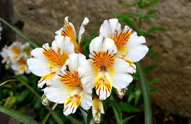 Fondos de pantalla : Alstroemeria, Flores, cama de flores, verde ...