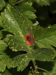 Image result for Gymnosporia pubescens