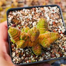 Image result for Crassula alticola