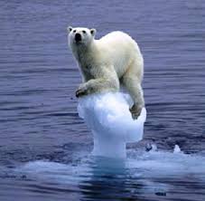 10 Interesting Polar Bear Facts Polar Bear Animals Funny Animals
