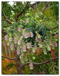 Big Flower Baskets Hanging In A Tree Hanging Plants Plants Hanging Flower Baskets
