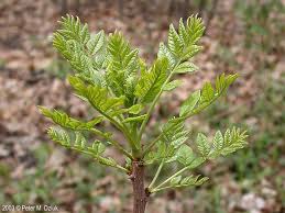 Image result for Zanthoxylum lindense