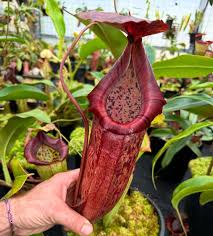 Image result for Burnatia enneandra