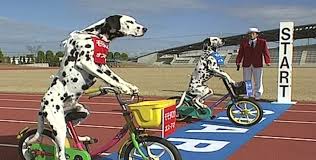 Watch Two Dalmatians Go For A Cycling World Record Happy National Dog Day Racing Dogs Dalmatian