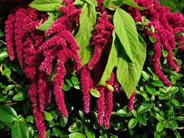 Amaranth Blute Aussehen Blutezeit Und Mehr