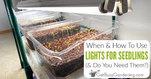 If you have much more seedlings that you need, then you can afford some attrition and the plants that come out of the harsh experience should be hardier than the previous generation and make for a better plant the next year Lighting For Seedlings A Beginner S Guide To Grow Lights For Seedlings