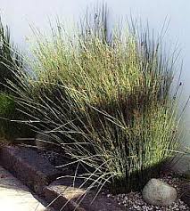 Image result for Juncus