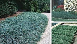 Faassen's catmint ( nepata x. Jim Whiting Nursery And Garden Center In Rochester Mn Lawn And Landscape Outdoor Landscaping Ground Cover Plants