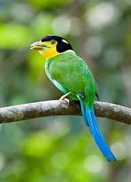 Tropical Birds With Long Tail Feathers Long Tail Broadbill From Southeast Asia Psarisomus Dalhousiae Birds