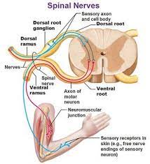 Introduction To Neuroanatomy Physiopedia