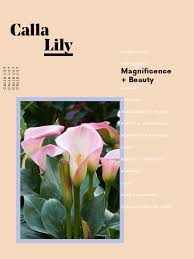 Symbolism Bird Of Paradise Flower Meaning The Meaning Behind Every Flower Decoded Paradise Plant Flower Meanings Plant Meanings