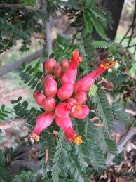 Image result for Schotia afra