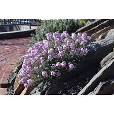 Image result for Aeollanthus rehmannii