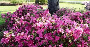 10 Best Uses For Encore Azaleas By Size Azaleas Landscaping Azaleas Garden Azaleas