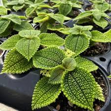 Image result for Vangueria mollis