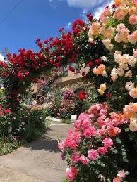 Beautiful Garden Ideas - Good Morning Nature. | Facebook