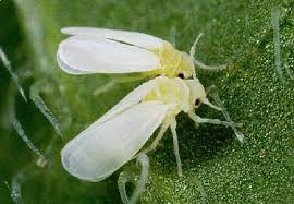 TNAU Agritech Portal :: Crop Protection