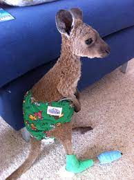 This Poor Little Joey Was Hurt In A Recent Bush Fire His Feet Are Pretty Burnt So The Goal Is To Try And Keep Him Off His Feet So They Can Heal
