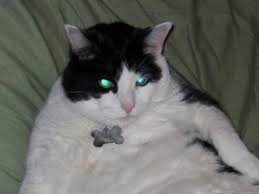 Certain colors are far more common in certain genders. Male Cat And Female Kitten