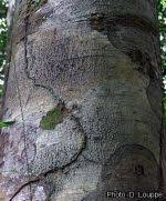 Image result for Symphonia globulifera