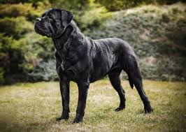 Share this with your friends: Dziedziczenie Koloru Siersci U Psow Ze Szczegolnym Uwzglednieniem Rasy Cane Corso Petkarma Pl