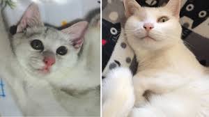 ねこナビ
