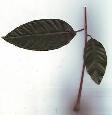 Image result for Glenniea