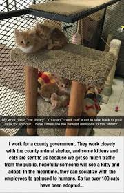 Faith In Humanity Restored 15 Pics Cats Animals Cute Cats