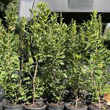 Image result for Myrica salicifolia
