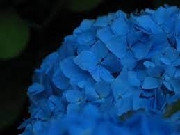 Blue Flowers Names And Pictures Blue Hydrangea Flower Close Up Public Domain Image Picture I Flower Close Up Blue Hydrangea Flowers Hydrangea Flower Pictures